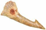 Bargain, Fossil Sawfish (Onchopristis) Rostral Barb - Morocco #366681-1